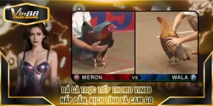 Đá gà trực tiếp Thomo